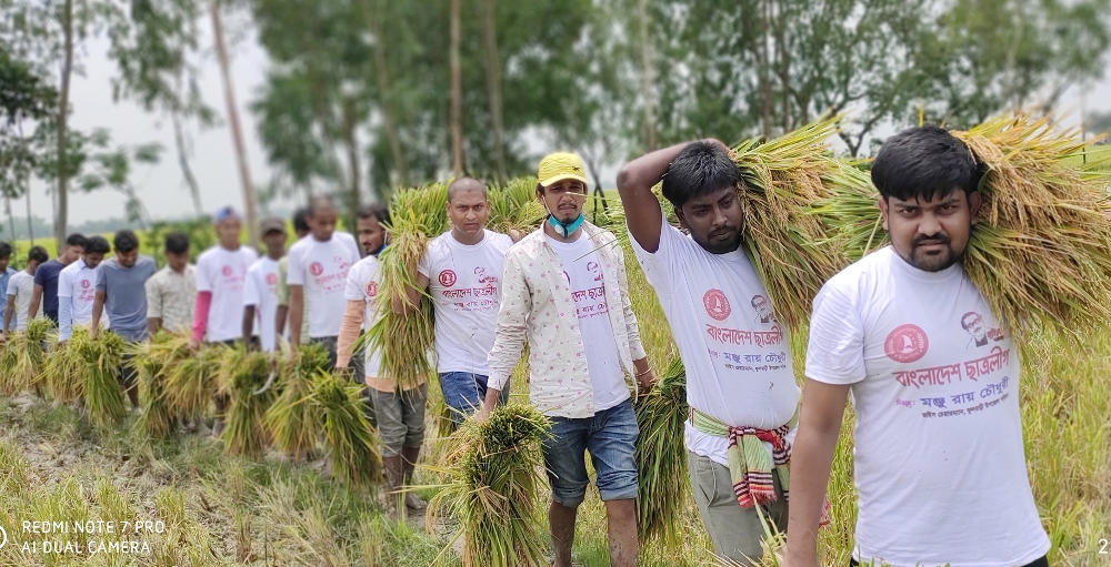 ফুলবাড়ীতে কৃষকের ধান কাটাই-মাড়াই করছে ছাত্রলীগ-যুবলীগ-স্বেচ্ছাসেবকলীগ