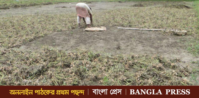 দেবীগঞ্জে বাদাম নিয়ে কৃষকের দূর্ভোগ বড় ধরনের লোকসানের আশংঙ্কা