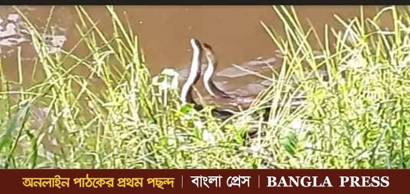 ঝিনাইদহে প্রতিদিনই দেখা যাচ্ছে সাপের জলকেলি খেলা