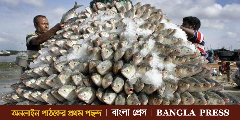 আসছে পূজোয় ভারতকে তিনগুন বেশি ইলিশ দিবে বাংলাদেশ!