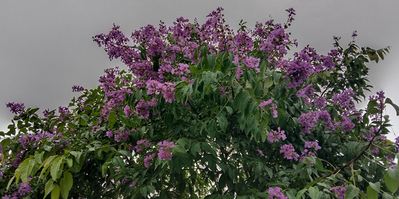 ফুলের মুচকি হাসিতে খয়ের বাগান
