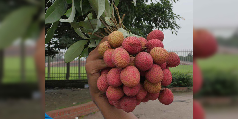কিভাবে চিনবেন কেমিক্যাল মুক্ত লিচু !