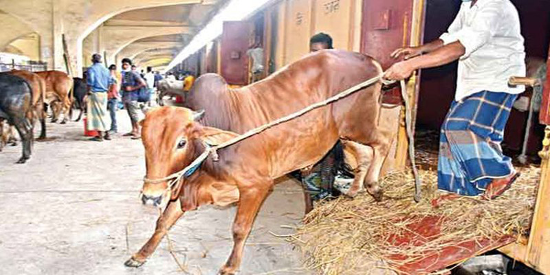 ১৭-১৯ জুলাই পর্যন্ত চলবে 'ক্যাটল স্পেশাল ট্রেন'
