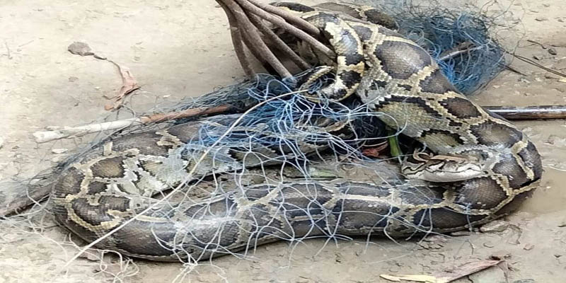 নরসিংদীতে দেখা মিলল ৭ ফুট লম্বা অজগর