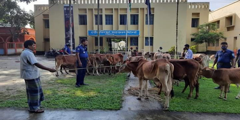 তেঁতুলিয়া সীমান্ত এলাকা থেকে ২৩টি ভারতীয় গরু উদ্ধার