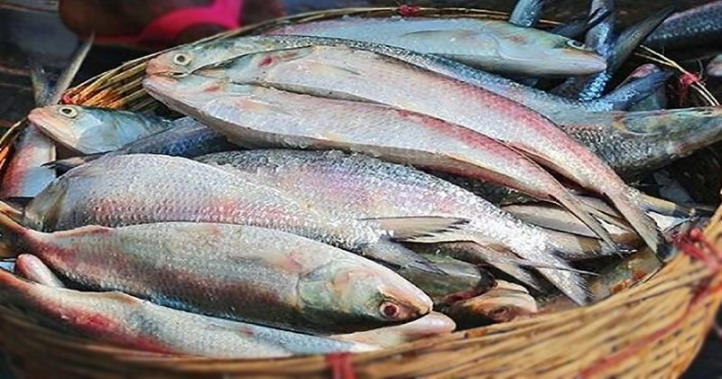 লক্ষ্মীপুরে ঝাঁকে ঝাঁকে ধরা পড়ছে বড় ইলিশ