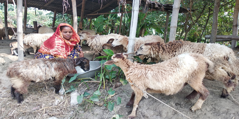 ভেড়া পালন করে স্বাবলম্বী হচ্ছেন গাইবান্ধার চরাঞ্চলের নারীরা
