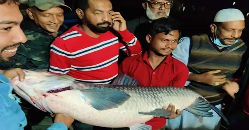 বড়শিতে ধরা পড়ল ৪৩ কেজি ওজনের মাছ