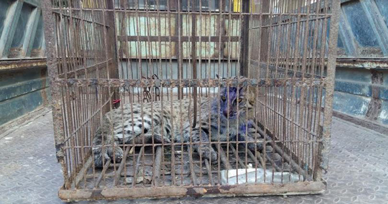 শিয়ালের ফাঁদে আটকা পড়েছে মেছো বাঘ