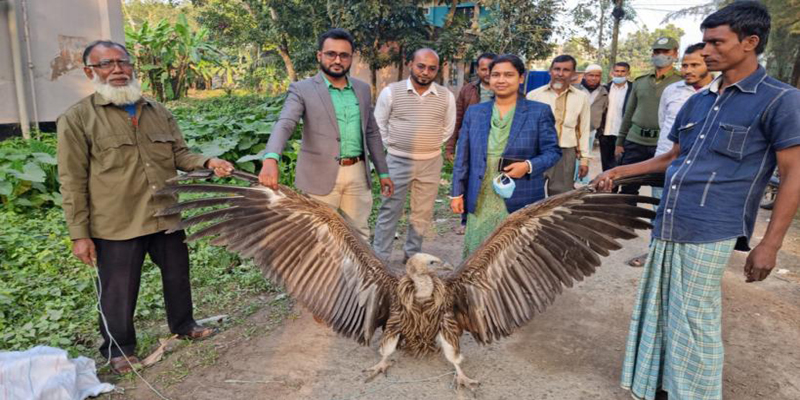 নোয়াখালীতে দুর্লভ প্রজাতির শকুন অবমুক্ত