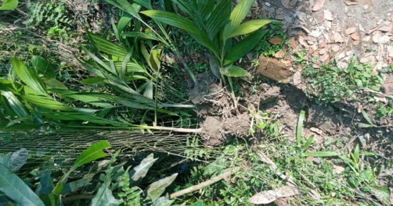 লক্ষ্মীপুরে পূর্ব শত্রুতার জের ধরে হামলা ও গাছ কর্তন : থানায় অভিযোগ