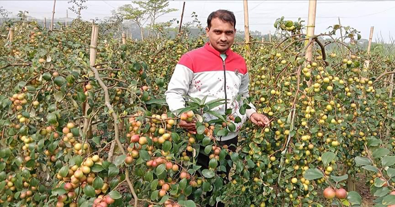 কাশ্মীরি কুল চাষে লোকমান ও শহীদের ভাগ্যের পরিবর্তন