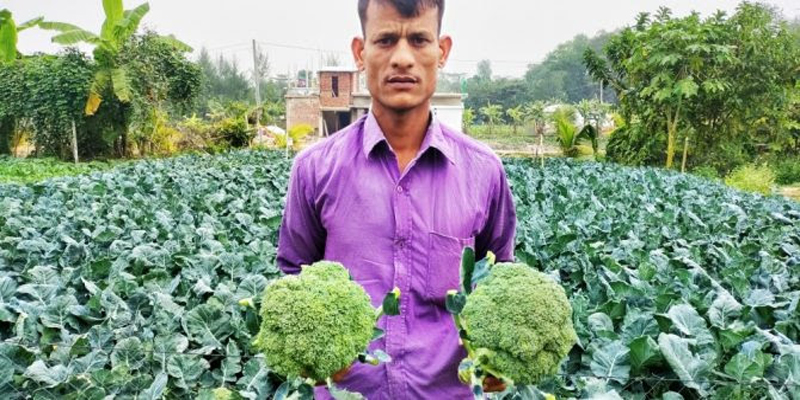 লক্ষ্মীপুরে প্রথমবার ব্রকলি চাষে সফল কৃষক হারুন