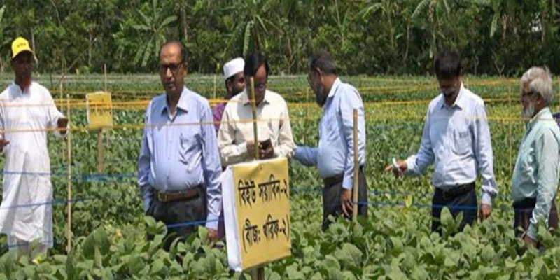 স্বল্পমেয়াদী সয়াবিন চাষে হেক্টরপ্রতি ৩ টন উৎপাদন সম্ভব