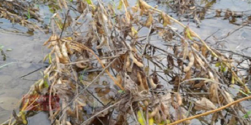 টানা বৃষ্টিতে লক্ষ্মীপুরে সয়াবিন ক্ষেতে পানি জমে পচন