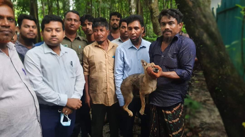 শিয়াল শাবক অবমুক্ত করলেন ইউএনও