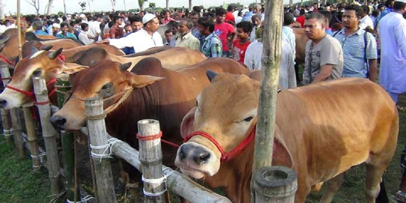 সারাদেশে ৪৪০৭টি পশুর হাট বসবে, মানতে হবে স্বাস্থ্যবিধি