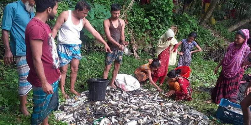 লক্ষীপুরের শত্রুতার জেরে পুকুরে বিষ দিয়ে ২ লাখ টাকার মাছ নিধন