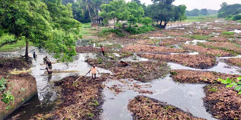 লিজবিহীন জলাশয়ে পাটজাগের সুযোগ পেয়ে খুশি রাজশাহীর পাট চাষিরা
