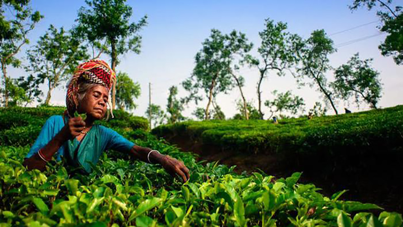 চা শ্রমিকদের দৈনিক মজুরি ১৭০ টাকা নির্ধারণ