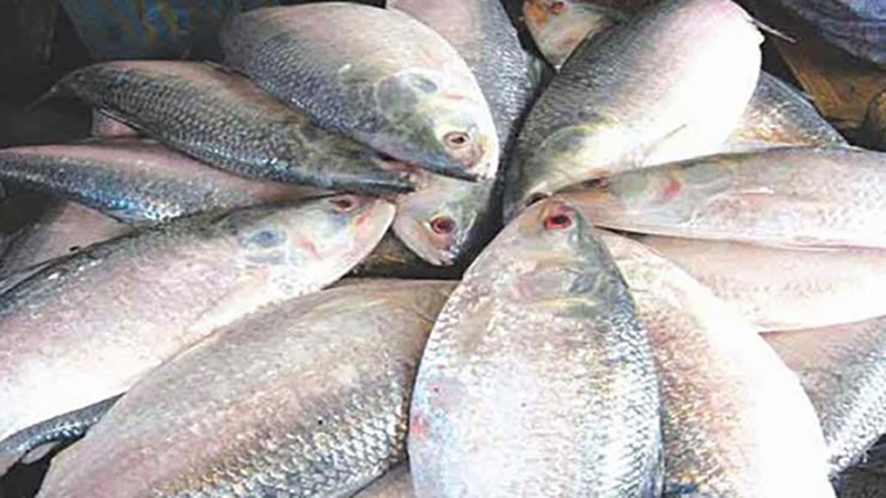 মধ্যরাত থেকে উঠে যাচ্ছে ইলিশ ধরার নিষেধাজ্ঞা