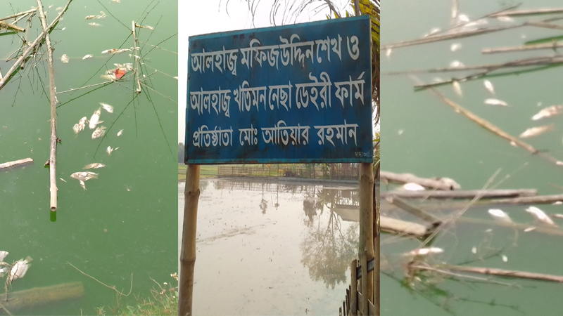 সৈয়দপুরে পুকুরে গ্যাস ট্যাবলেট দিয়ে ৩০ লাখ টাকার মাছ নিধন