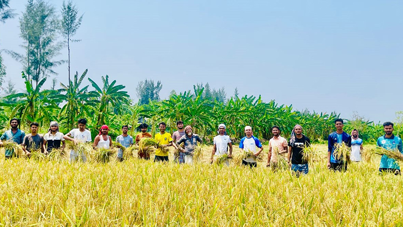 কৃষকের ধান কেটে ঘরে তুলে দিলো নোবিপ্রবি ছাত্রলীগ