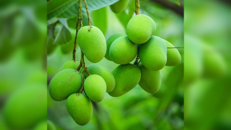 সহজেই বাড়িতে বানিয়ে ফেলুন কাঁচা আমের আচার