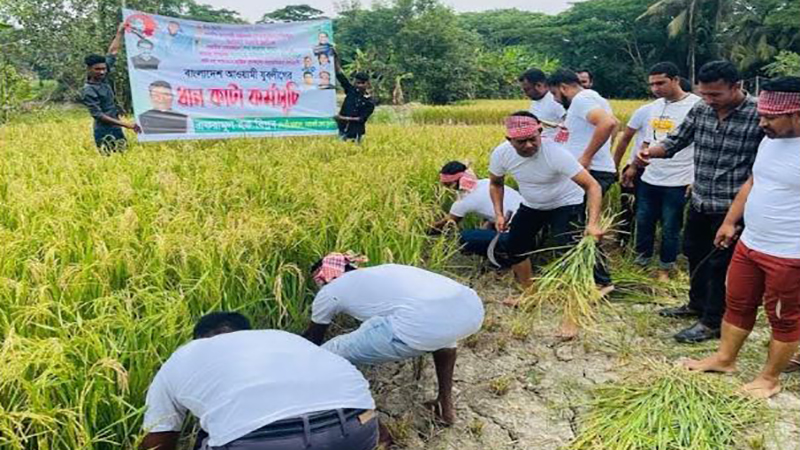 নোয়াখালীতে কৃষকের ধান কেটে বাড়িতে পৌঁছে দিল জেলা যুবলীগ