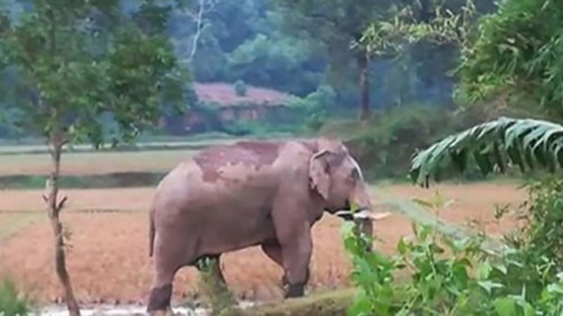 বন্য হাতি তাড়াতে গিয়ে জীবন দিলেন পল্লী চিকিৎসক