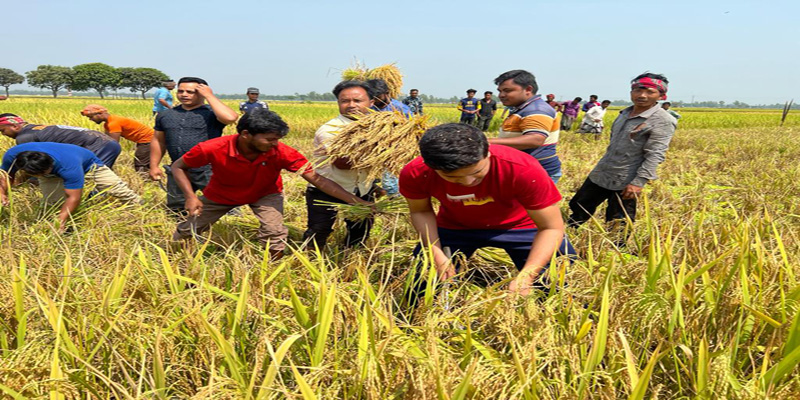 ধান কেটে কৃষকের বাড়ি পৌঁছে দিলেন রুহিয়া থানা স্বেচ্ছাসেবক লীগ