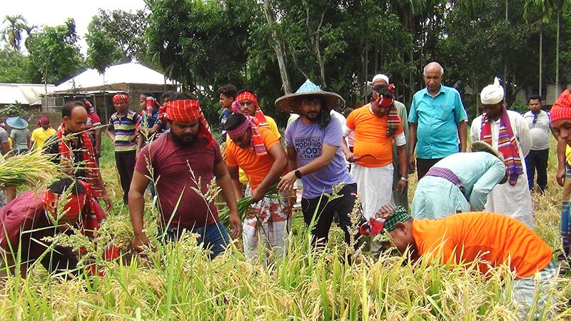 রুহিয়ায় ধান কেটে কৃষকের বাড়ি পৌঁছে দিলেন কৃষকলীগ