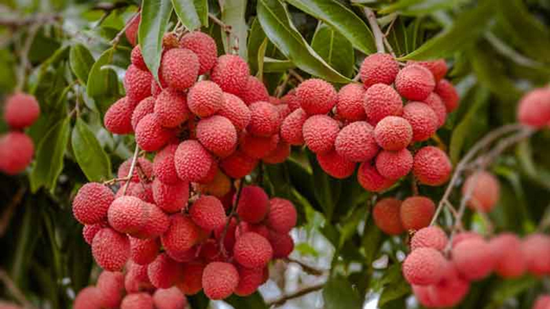 বাজারে লিচু সম্পর্কে গবেষকরা বলছেন-'কেমিক্যাল দিয়ে পাকানো'