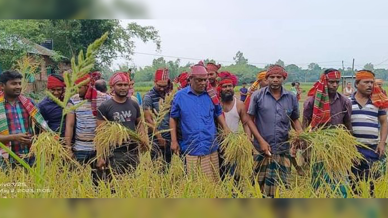 তেঁতুলিয়ায় কৃষকের ধান কেটে দিল কৃষকলীগ