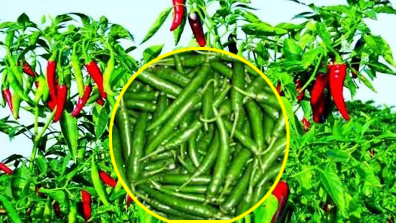 আকাশছোঁয়া মরিচের দাম