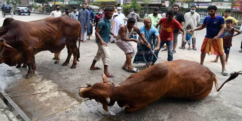 এবারের ঈদে ১ কোটি ৪১ হাজার ৮১২ টি পশু কোরবানি হয়েছে
