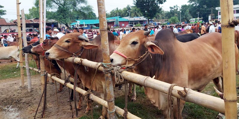 এবার ঈদে লক্ষ্মীপুরে নজর কাড়ছে বড় বড় গরু