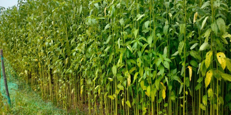 পর্যাপ্ত বৃষ্টি না হওয়ায় পাট জাগ নিয়ে বিপাকে শার্শার কৃষক