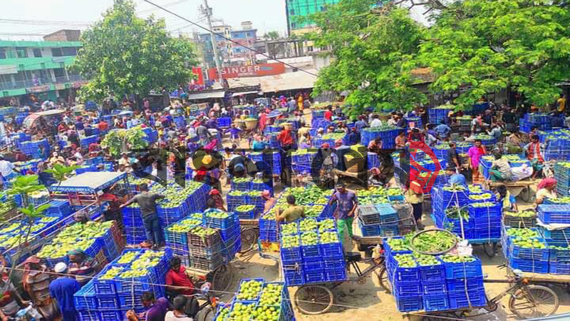 পুঠিয়ায় ৫০ কেজিতে আমের মণ !