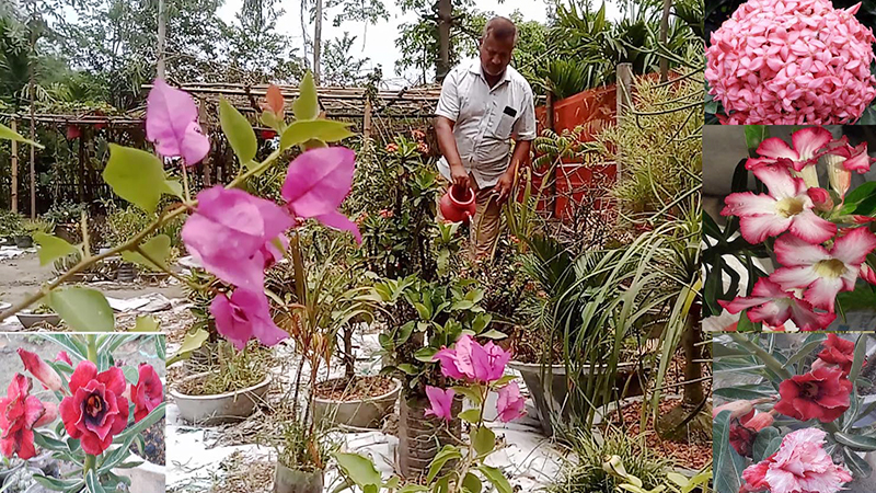 ডোমারে ফুল প্রেমী তপু’র দৃষ্টি নন্দন ফুলের বাগান সকলের মন কেড়েছে