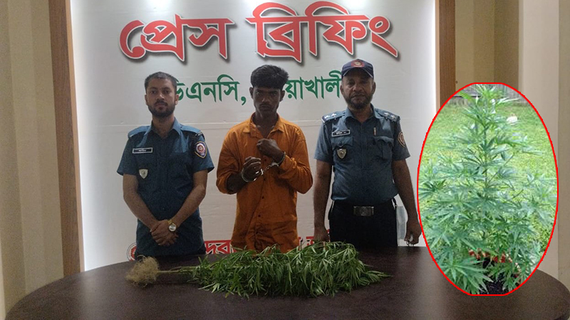 বাড়ির ছাদে গাঁজা চাষ, কেয়ারটেকার গ্রেফতার