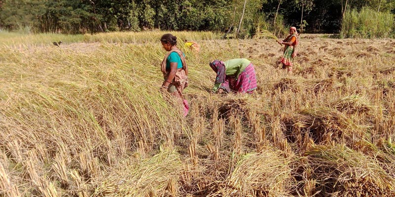 নীলফামারীর ডোমারে আমন ধানের বাম্পার ফলন