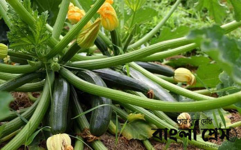 দিনাজপুরের চিরিরবন্দরে চাষ হচ্ছে বিদেশি ফসল স্কোয়াশ