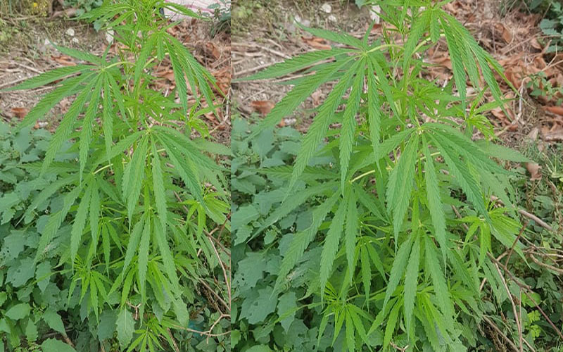 যবিপ্রবির মসিয়ূর রহমান হল থেকে ৭ টি গাঁজার গাছ উদ্ধার