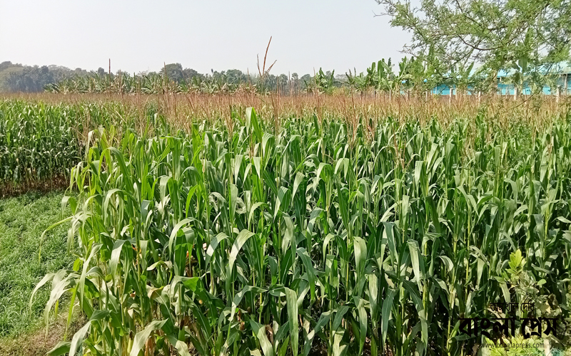শার্শার ভুট্টা চাষে বাম্পার ফলনের আশা করছে কৃষক