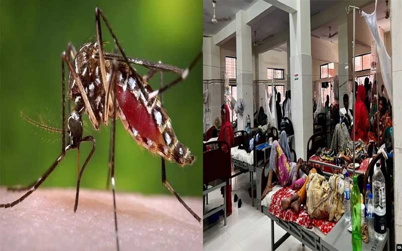 দেশে ডেঙ্গু বাড়ার কারণ কী?