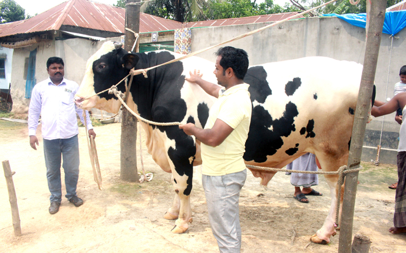 ফুলবাড়ীতে গোখাদ্যের চড়া দামের প্রভাব পড়ছে কোরবানির হাটে