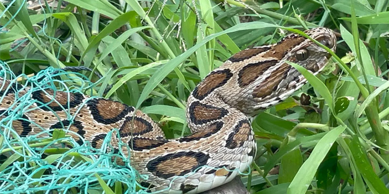 রাসেল ভাইপার নিয়ে আতঙ্ক নয়, বাড়াতে হবে সাবধানতা ও সচেতনতা