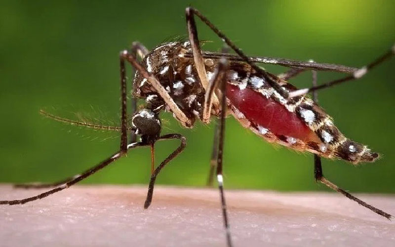 ডেঙ্গুতে আজ ৩ জনের মৃত্যু
