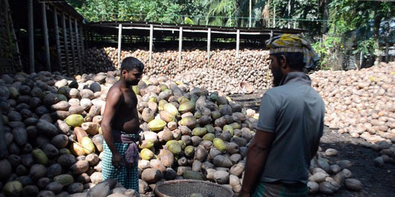 লক্ষ্মীপুরে অস্বাভাবিক ভাবে বেড়েছে নারিকেলের দাম